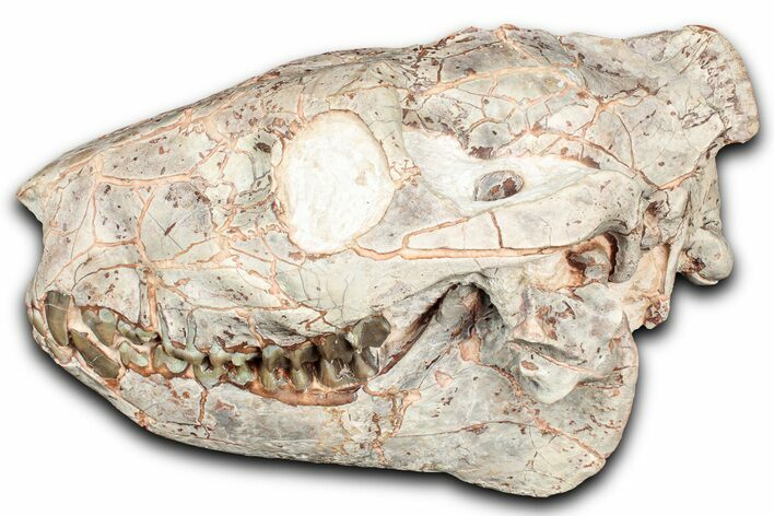 Superb, Fossil Oreodont (Merycoidodon) Skull - South Dakota #355527